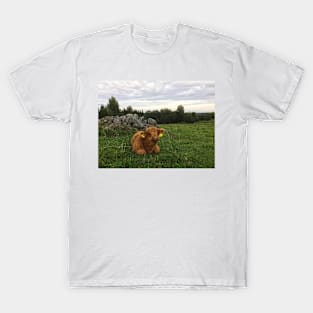 Scottish Highland Cattle Calf 1819 T-Shirt